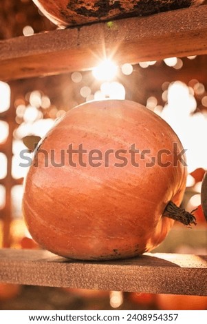 Perfect round pumpkin for Halloween on market shelf outdoors. Close up of big, orange pumpkin on wooden plank, illuminated with warm autumn sunlight, against blurred background. Autumn concept. 