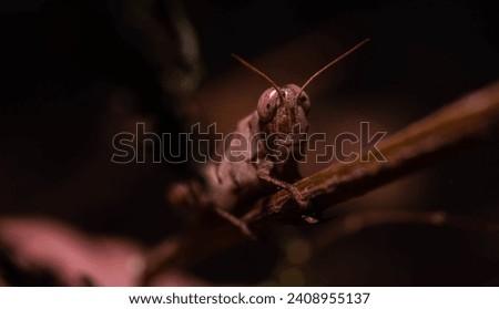 close up of brown grasshopper camouflaged with stem