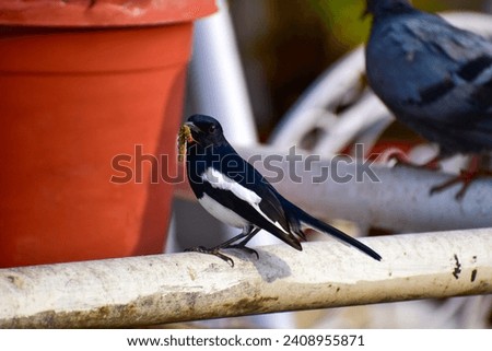An Oriental Magpie Robin hunting its prey i.e. a Worm on a Cold afternoon in the city of Pune, India