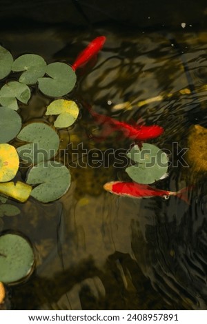 Close up of koi fish swimming along Lilly pads in a koi pond