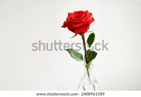 Red rose in a transparent vase on a white background. Isolated
