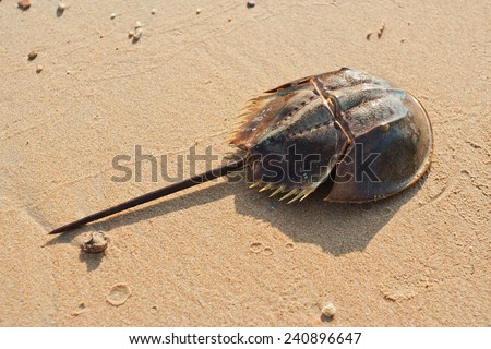 Horshoe crab on sandy beach Royalty-Free Stock Photo #240896647