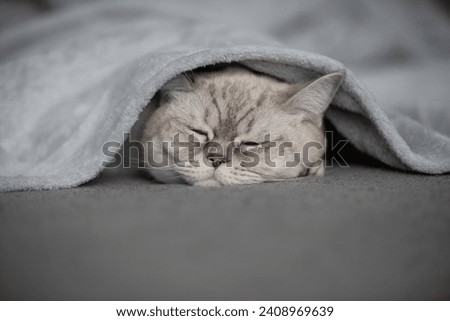 Adorable Cat Snuggled Beneath a Cozy Blanket, Dreaming in Peace Royalty-Free Stock Photo #2408969639