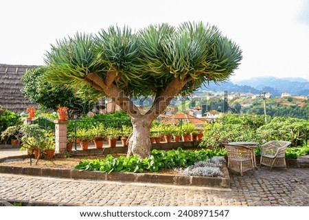 Dragon tree "Dracaena draco", an ornamental plant native from Macaronesia and endemic to Madeira island (Portugal) in the Atlantic Ocean Royalty-Free Stock Photo #2408971547