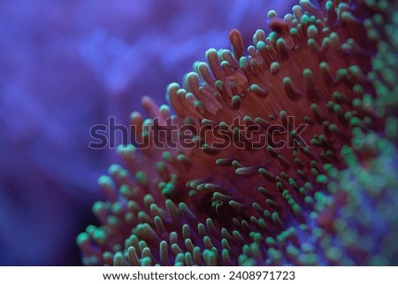 Underwater photo - soft coral or anemone with tentacles, emitting under UV light, beautiful abstract marine organic background Royalty-Free Stock Photo #2408971723