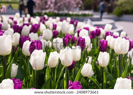 Blooming tulips in a flowerbed Royalty-Free Stock Photo #2408973661