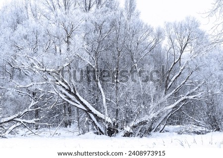 trees blushing outside the city, winter landscape