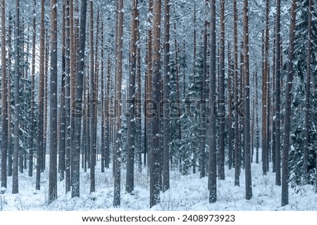 pine trunks in the forest covered with frost and snow