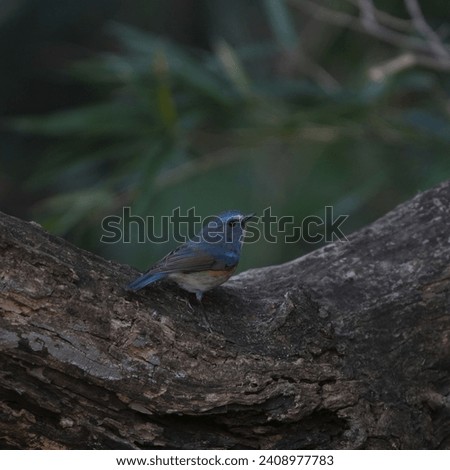 black flanked blue tail in a forest