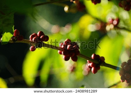 Organic coffee plantations and coffee trees, ripe coffee cherry berries are red.