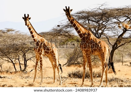 Kenya, Samburu. August, 27, 2023. Landscape with giraffes and zebras on safari in Samburu Park in Kenya 