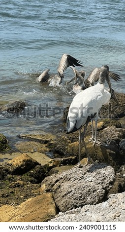 aquatic birds seagulls on the coast
