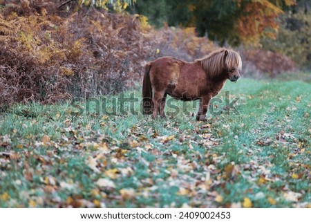 Horse, pony, Shetland brown stands in an autumnal meadow at the edge of the forest.