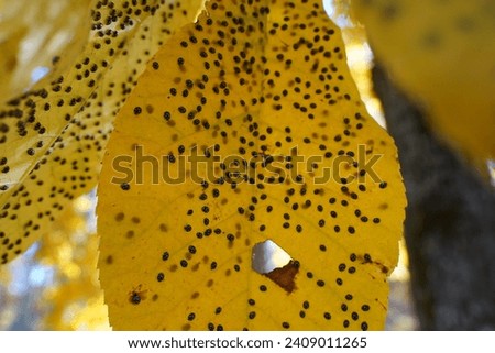 Black little insects on yellow leaf.