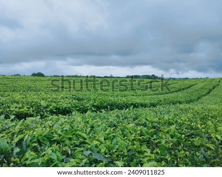 expanse of tea plantations, beautiful views, good for background, Sidamanik tea plantation, North Sumatra - Indonesia