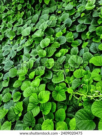 Green Herbage in the morning Royalty-Free Stock Photo #2409020475