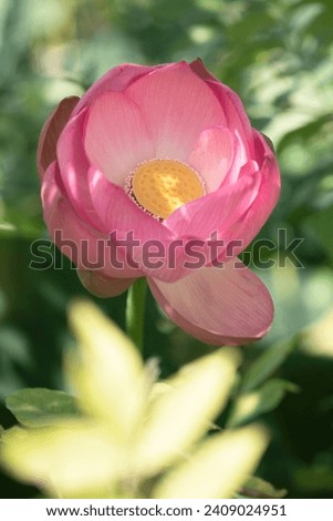 Pink lotus flower outdoors. Vertical photo.