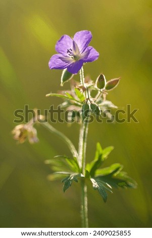 Vertical picture of a purple geranium meadow flower with buds and stamens close-up on a green abstract background. Violet wild-growing wildflower with petals illuminated by the sun. Vertical photo.