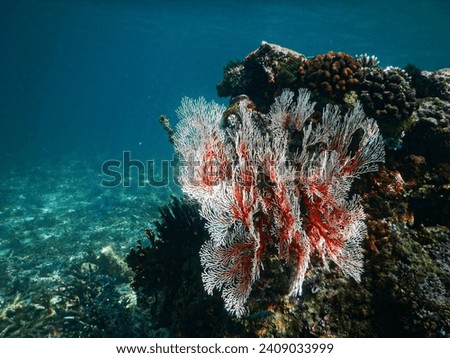Knotted Fan Coral Melithaea Ochracea Royalty-Free Stock Photo #2409033999