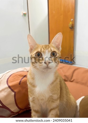 big eyed cat, cat orange, cartoon cat