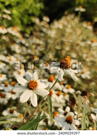 Small white flowers with orange center - White Daisy
The uniqueness of daisy flower is that it has no negative meaning attached to it. Daisy flower represents innocence of youth.