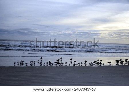 A Wildlife photograph of a seagull on New Smyrna Beach that was created on January 3,2024 during a one day shoot there. 