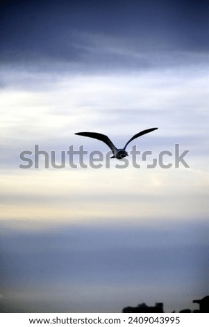 A Wildlife photograph of a seagull on New Smyrna Beach that was created on January 3,2024 during a one day shoot there. 