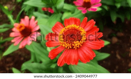 red Zinnia flowers in the garden