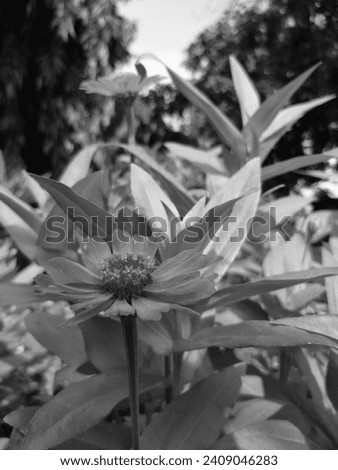Beautiful blooming flower closeup in black and white. Black and white photo of Zinnia flowers in the garden. blooming Zinnia flower