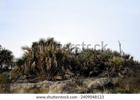A nature Photograph created on January 3,2024 on or near Near Smyrna Beach, Florida. 