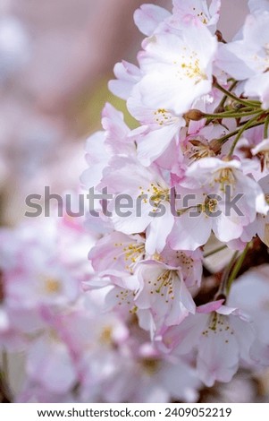 Japanese sakura blossom, spring season image