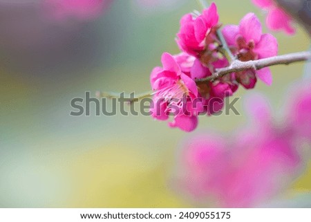 Japanese apricot flower, early spring season image