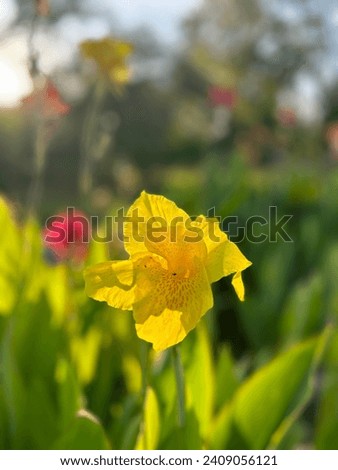 Focal focus of Canna Lily. The yellow Phuttharaksa flower, takes centre stage in Thailand every December 5, as the country celebrates Father's Day. They have medicinal properties to relieve headache. Royalty-Free Stock Photo #2409056121