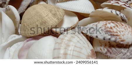A collection of various beautiful sea shells captured from above the focus
