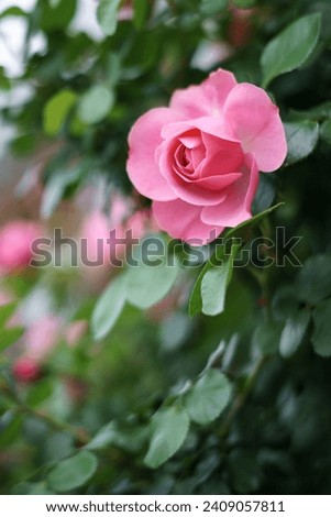 Rose flower close up shot