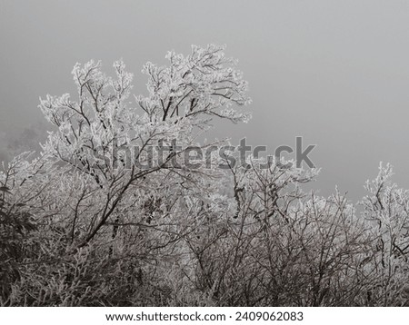Winter scene with snowy trees in The Heaven's Gate of Tianmen Shan after heavy snowfall , Zhangjiajie ,CHINA.