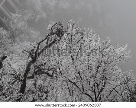 Winter scene with snowy trees in The Heaven's Gate of Tianmen Shan after heavy snowfall , Zhangjiajie ,CHINA.