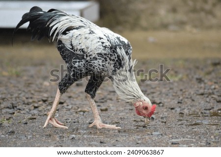A rooster (Gallus gallus domesticus) is looking for food in the yard