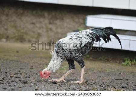 A rooster (Gallus gallus domesticus) is looking for food in the yard