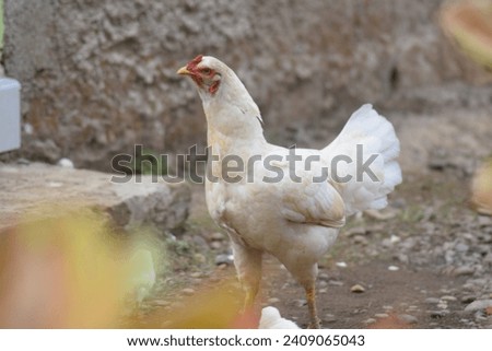 A hen (Gallus gallus domesticus) is looking for food after the rain stops