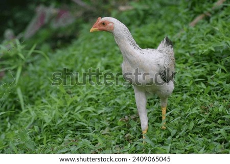 A hen (Gallus gallus domesticus) is looking for food after the rain stops