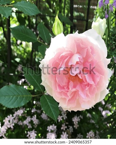 Mexico capture beautiful rose garden. Beautiful blossom gift birthday, holidays, anniversary celebration, elegant detailed rose blooming bud with leaves close up