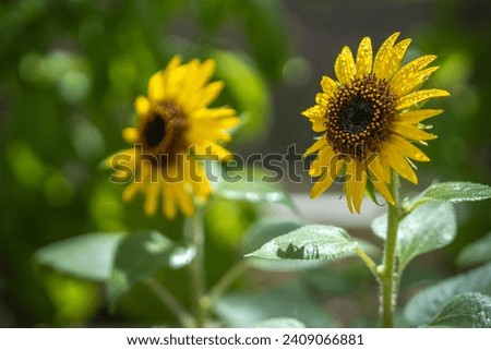 Sunflower shot, summer season image