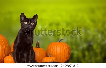 Black cat, Halloween charm, isolated on green. Adorable, detailed kitty, a symbol of mystery and charm. Domestic feline, a unique cutout for your designs