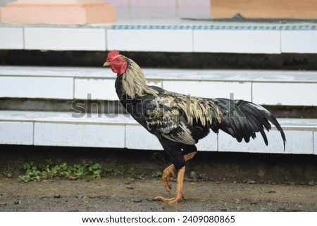 The rooster (Gallus gallus domesticus) is looking for food after it rains