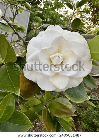 The beautiful camellia flowers are in full bloom.