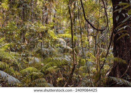 Rainforest scenery, Daintree National Park, Far North Queensland, Australia