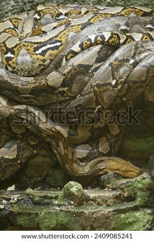 portrait of a group of pythons coiled on the floor