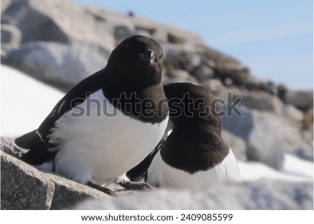 Great Auk (Pinguinus impennis): The Great Auk was a flightless bird that inhabited the North Atlantic, including parts of North America.