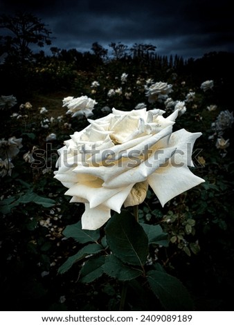 Paper rose in the dark garden